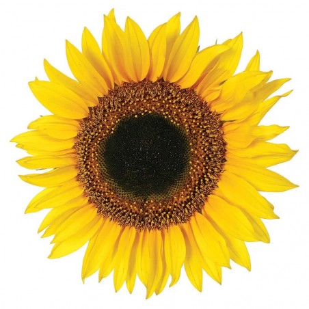 Αυτοκόλλητα Βινυλίου Για Τοίχο Ango Sunflower 54106