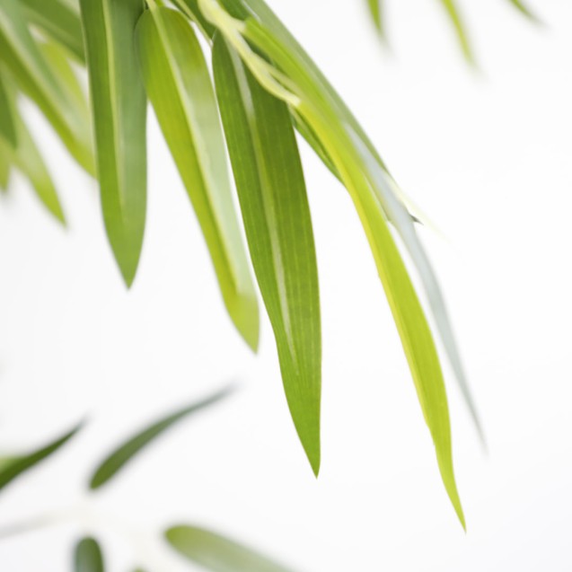 Bamboo  Np0075_180 Ύψος 180cm Newplan