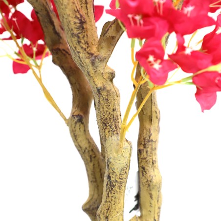 Bougainvillea  Np0421_210  Ύψος 210cm Newplan