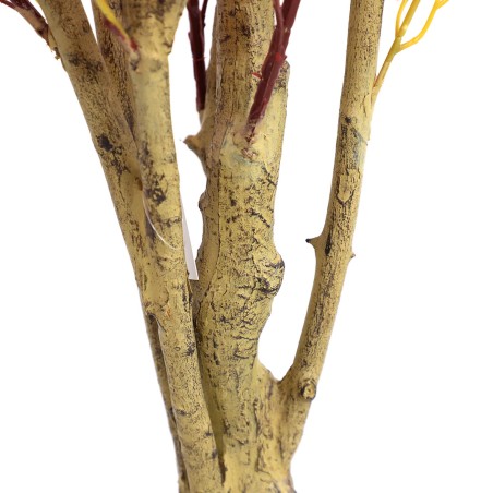 Bougainvillea  Np0422_170  Ύψος 170cm Newplan