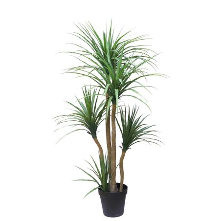 Dracaena  Np_28_155  Ύψος 155cm Newplan