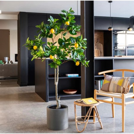 Lemon Tree  Np_30_170  Ύψος 170cm Newplan