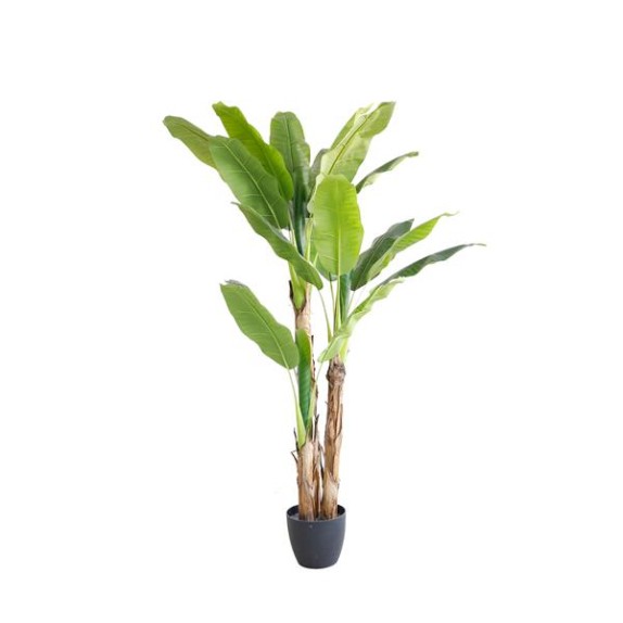 Banana Tree Np6327_180_22  Ύψος 180cm Newplan