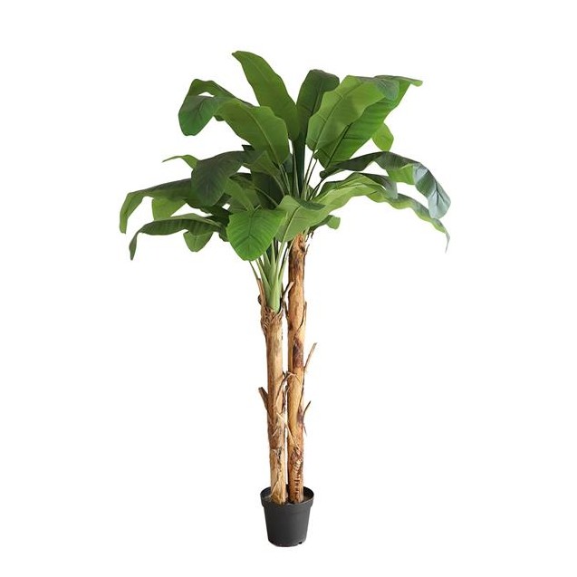 Banana Tree Np707_240  Ύψος 240cm Newplan