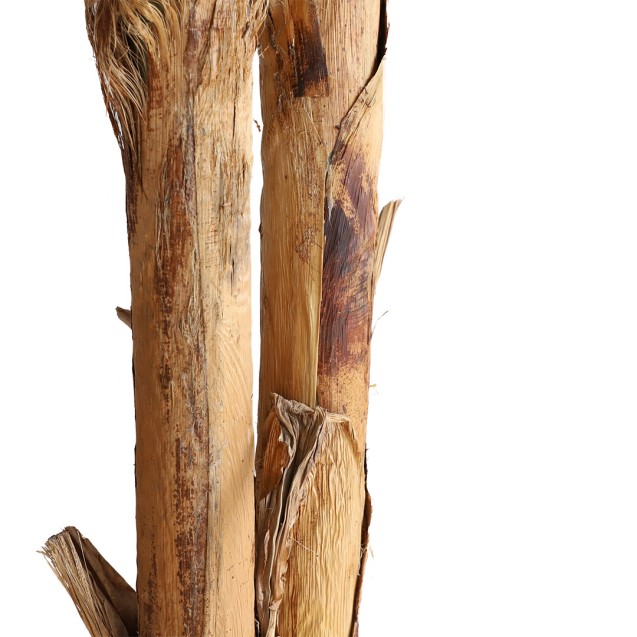 Banana Tree Np707_240  Ύψος 240cm Newplan